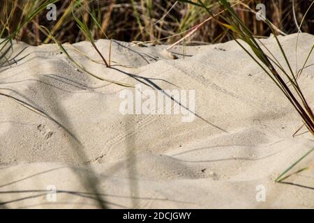 Dune sabbia sul Mar Baltico su Usedom germania Foto Stock