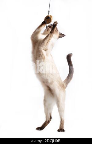 Il gatto si trova sulle gambe posteriori su uno sfondo bianco. Foto Stock