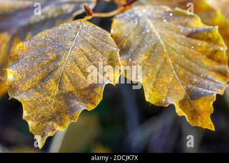 Giallo autunno foglie su un ramo in aghi di brina. La brina mattutina. Rime. Tardo autunno. Foto Stock