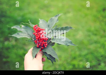 Impianto Sambucus racemosa. Comune sambuco rosso, bacche di sambuco rosso sul ramo nel giardino. Foto Stock
