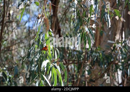 Centinaia di farfalle monarca negli alberi Hawaii Foto Stock