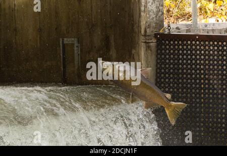Chinook Salmon che salta alla diga sul Bowmanville Creek ON è migrazione che si riparte in autunno Foto Stock