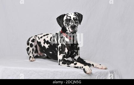 Bella giovane dalmata sdraiata su uno sfondo bianco studio guardando la fotocamera Foto Stock