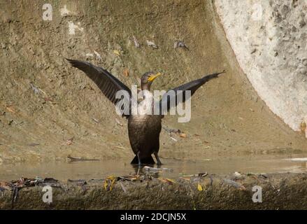 Double Crested Cormorant in piedi con ali sparse accanto al letto Bowmanville Creek vicino a una scala di pesci, appena a nord del lago Ontario Foto Stock