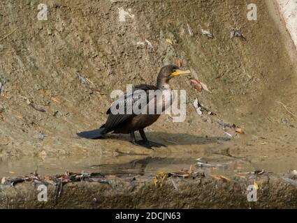 Cormorano a doppio stemma in piedi vicino a una scala di pesci sul Bowmanville Creek a nord del lago Ontario Foto Stock