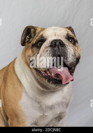 Inglese Bulldog, lingua fuori, sorridendo alla fotocamera, su uno sfondo bianco alto tasto verticale Foto Stock