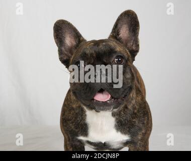 Bulldog francese su uno sfondo bianco testa e spalle Foto Stock