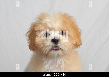 Carino peluche Havanese morbido con uno sfondo bianco alto chiave Foto Stock