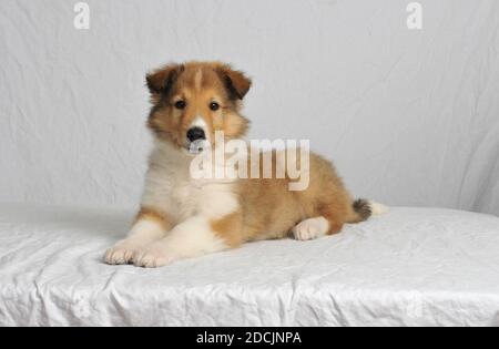 Carino sheltie cucciolo Shetland Sheepdog che si posa con uno sfondo bianco alto chiave, Foto Stock