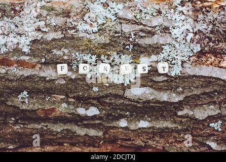 Parola foresta di perle di alfabeto legno su un albero corteccia superficie ruvida nella foresta. Foto Stock