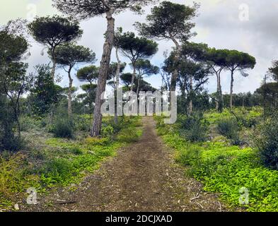 Coinvolgente vista panoramica sul sentiero in una foresta di profondità non coltivata Con alti grandi pini domestici e macchia mediterranea colorata da diversi sh Foto Stock