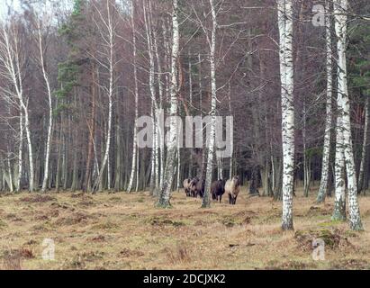 Cavalli polski Konik semi-selvatici provenienti in fila dalla foresta nel parco naturale di Engure, Lettonia il giorno di novembre Foto Stock