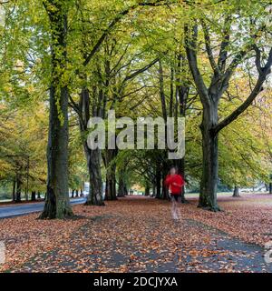 Un jogger attraversa le foglie cadute lungo i viali di faggio e quercia di Clifton Down Park in autunno a Bristol, Inghilterra. Foto Stock