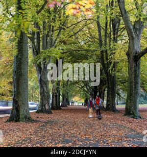 La gente cammina attraverso le foglie cadute lungo i viali di faggio e quercia di Clifton giù parco durante l'autunno a Bristol, Inghilterra. Foto Stock