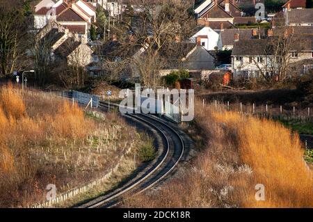 Le seghe crescono a fianco della ferrovia della filiale Royal Portbury Dock di recente apertura presso la Pill di Somerset. Foto Stock