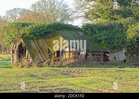 Ridondante, ex fattoria campo bestiame rifugio. Cambiamento nella pratica agricola da latticini, a seminativi. Isolato, non mantenuto, tetto in amianto, legno, legname Foto Stock