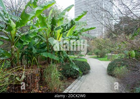 Awe giardino botanico nel centro di Bruxelles a fine autunno con piante tropicali (palma banana) Foto Stock