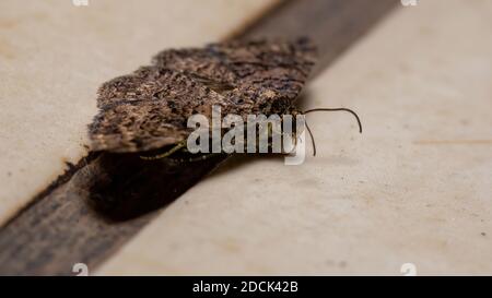 Falena sottobosco della famiglia Erebidae nel terreno Foto Stock