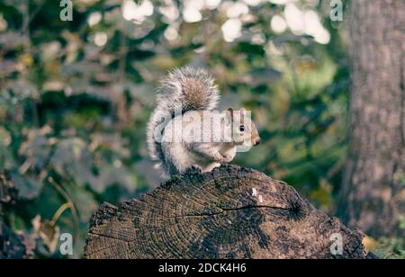 Scoiattolo su un ceppo di alberi nel Grosvenor Park di Chester Foto Stock