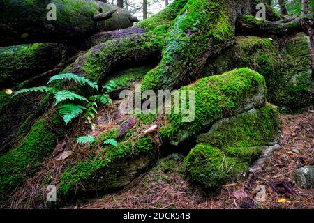 Deserto nella foresta con muschio su tronco di albero. Foto Stock