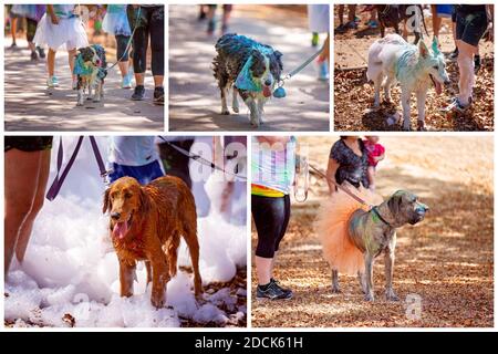 Collage di immagini di cani vestiti per partecipare a una divertente corsa in un parco pubblico all'aperto, coperto di vernice colorata e bolle di sapone Foto Stock