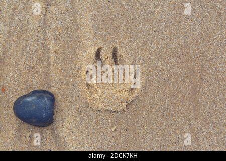 Impressione di stampa della zampa del cane nella sabbia della spiaggia. Accanto all'acqua scura erosa pietra di ciottoli di selce., profondità di impression, la forma delle stampe di artiglio suggeriscono un più vecchio Foto Stock