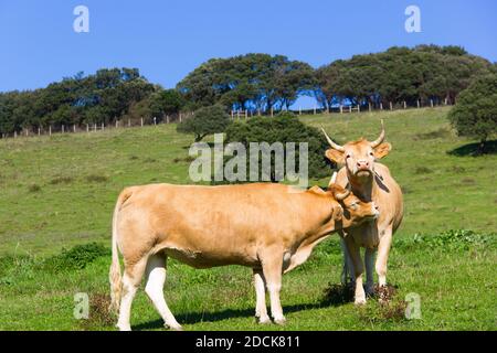 Tenera scena di mucca marrone che leccano il collo del toro all'aperto prato verde in giornata di sole Foto Stock