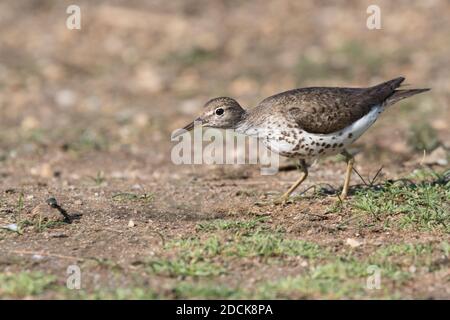 Spotted Sandpiper (Actitis macularius) foraggio per le mosche lungo il litorale di uno stagno, Long Island, New York Foto Stock