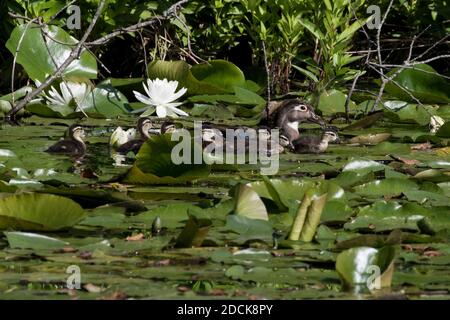 Wood Duck (Aix sponsora) gallina con le sue anatroccoli su un lago pieno di gigli d'acqua bianca, Long Island, New York Foto Stock