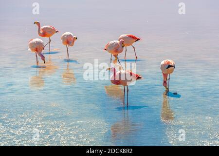 James fenicottero (Fenicoparrus jamesi) nella Laguna Colorada (Laguna Rossa), Riserva Naturale Andina di Eduardo Avaroa, Bolivia. Foto Stock