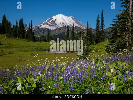 WA18406-00...WASHINGTON - fioritura di fiori selvatici presso i laghi Tipsoo nel Parco Nazionale di Mount Rainier. Foto Stock