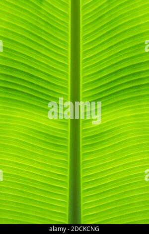 Primo piano di banana foglia dritto gambo al centro bello da sfondo verde e struttura naturale. Foto Stock