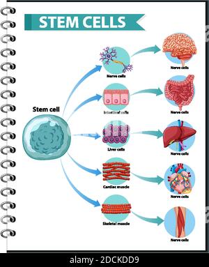 Illustrazione delle applicazioni delle cellule staminali umane su un bianco illustrazione di sfondo Illustrazione Vettoriale