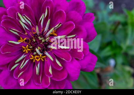 Sulla sinistra si trova un bel fiore di zinnia lilla nella foto con spazio per il testo Foto Stock
