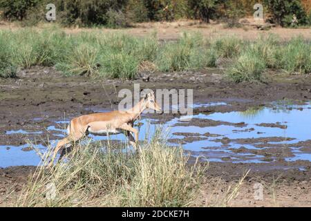 Schwarzfersenantilope / Impala / Aepyceros melampus Foto Stock