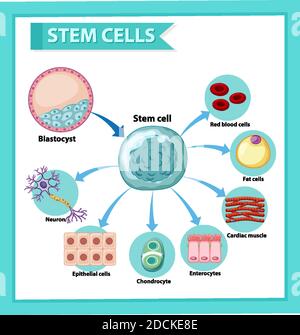 Poster informativo sull'illustrazione delle cellule staminali umane Illustrazione Vettoriale