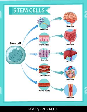 Poster informativo sull'illustrazione delle cellule staminali umane Illustrazione Vettoriale