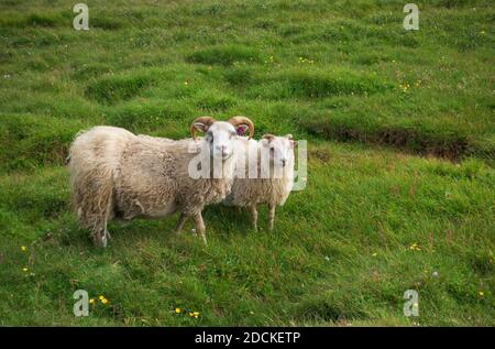 Pecora islandese (Ovis aries) che pascolano su erba verde, Langanesbyggo, Norourland eystra, Islanda Foto Stock