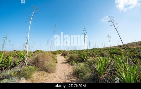 Percorso attraverso agaves, Playa de Los Genoveses, Cabo de Gata-Nijar Parco Nazionale, Almeria, Spagna Foto Stock