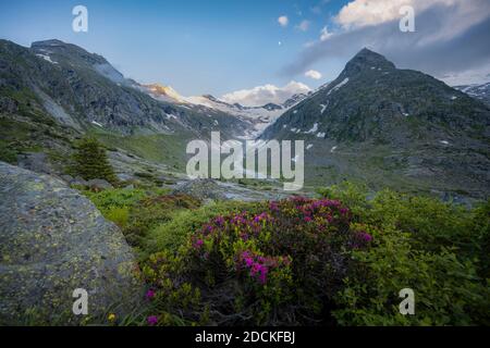 Umore serale, rose alpine, montagne sul Berliner Hoehenweg, Steinmandl vetta, ghiacciaio Hornkees, Alpi Zillertal, Zillertal, Tirolo, Austria Foto Stock