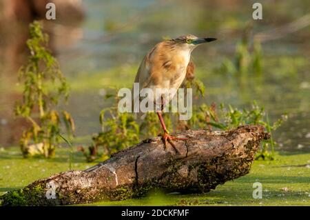 Squacco Heron (Ardeola ralloides) che si trova in posizione attenta presso l'acqua, il lago Kerkini, Grecia Foto Stock