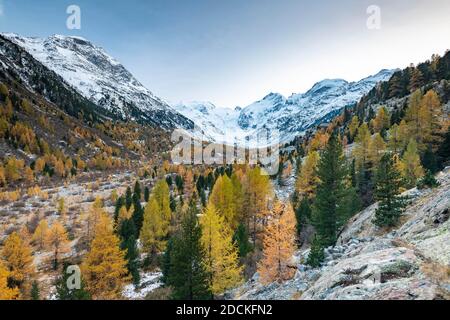 La foresta di larici autunnali nella valle del ghiacciaio Morteratsch, il Gruppo Bernina con Piz Bernina, Piz Palue, Pontresina, Engadina, Grigioni, Svizzera Foto Stock