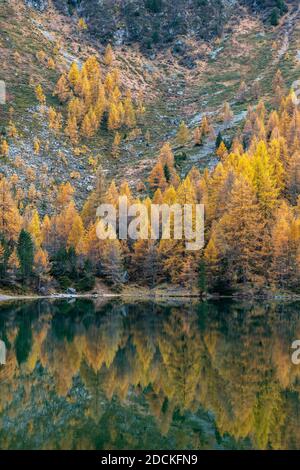 Le larve autunnali si riflettono nel lago Palpuogna, lei da Palpuogna, albulapass, Grigioni, Svizzera Foto Stock