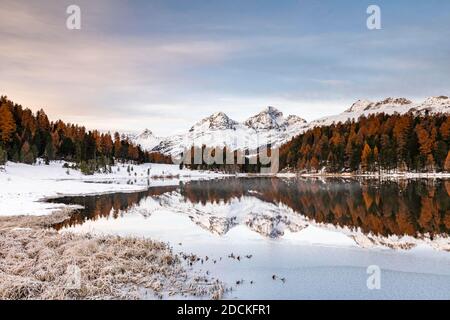 Le larici autunnali con cime innevate si riflettono nel lago Staz, Lej da Staz, St. Moritz, Engadin, Grigioni, Svizzera Foto Stock