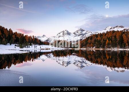 Le larici autunnali con cime innevate si riflettono nel lago Staz, Lej da Staz, St. Moritz, Engadin, Grigioni, Svizzera Foto Stock