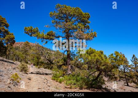 Escursionista sulla strada per il Sombrero de Chasna attraverso un'isola delle Canarie (Pinus canariensis) pineta Parco Nazionale Teide, Tenerife, Isole Canarie Foto Stock