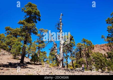 Escursionista sulla strada per il Sombrero de Chasna attraverso un'isola delle Canarie (Pinus canariensis) pineta Parco Nazionale Teide, Tenerife, Isole Canarie Foto Stock