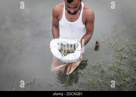 Un uomo guarda i gamberetti raccolti (monodone Penaeus) in una fattoria in un sacco aperto, i gamberetti sono allevati nel delta del Gange, Mongla, Sundarbans, Bangladesh Foto Stock