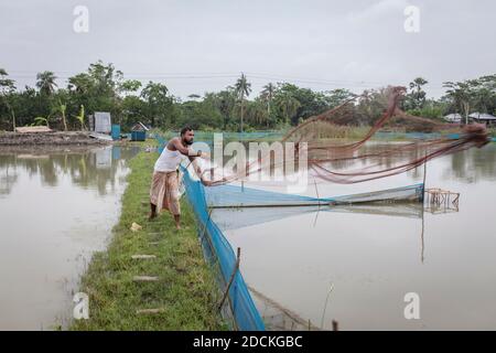 La rete dei getti dell'uomo, i sistemi di stagno di una fattoria dei gamberetti (monodon di Penaeus), sono allevati nel delta del Gange nelle aziende agricole, Mongla, Sundarbans, Bangladesh Foto Stock