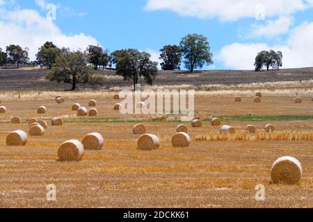 Rotoli di fieno in campo, Bindoon, Australia Occidentale Foto Stock